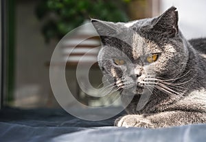 Beautiful grey British shorthair cat lays on the sofa on under the sun in the shadow.