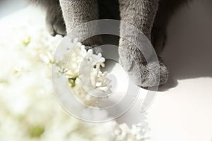 Beautiful grey British Shorthair cat near white lilac flowers on table, closeup