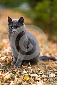 Beautiful Grey British shorthair fluffy cat