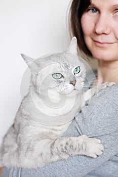 Beautiful grey cat