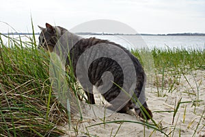 Beautiful grey cat on the beach