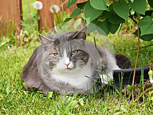 Beautiful grey cat close-up