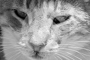 Beautiful grey cat with green eyes