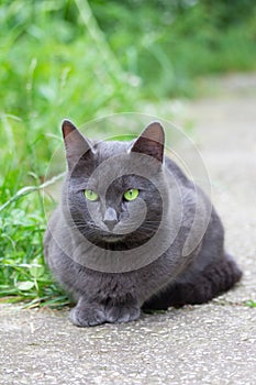 Beautiful grey cat with green eyes