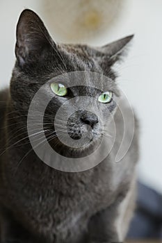 Beautiful grey cat with green eyes, pet portrait. Healthy and glamorous pet