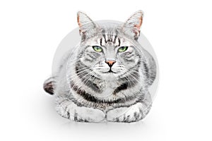 Beautiful grey cat with green eyes on white background