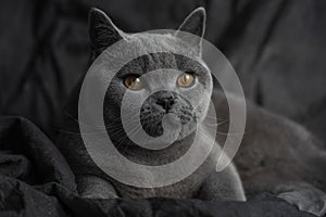 Beautiful grey cat on a grey textile background