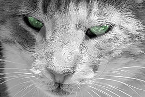 Beautiful grey cat with half-closed green eyes