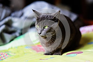 Beautiful grey cat at home. Green eyes