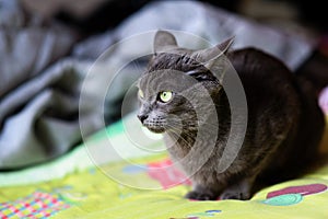 Beautiful grey cat at home. Green eyes