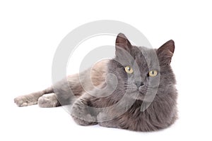 Beautiful grey cat isolated on a white background