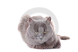 Beautiful grey cat isolated on a white background