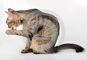 Beautiful grey cat licking her paw