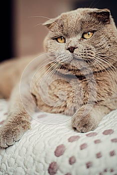 Beautiful grey cat lying on a soft , British Shorthair cat, adorable and funny pet