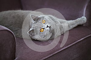 Beautiful grey cat lying on a soft chair, British Shorthair cat