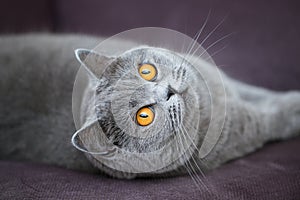 Beautiful grey cat lying on a soft chair, British Shorthair cat