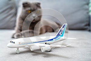 A beautiful grey cat, Scottish fold, sits on the sofa next to a toy airplane. Focus on the airplane. The concept of veterinary con