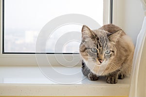 Beautiful grey cat sits on white windowsill in photo