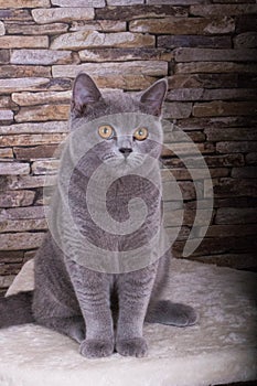 a beautiful grey cat is sitting on the scratching post in front of a brick wall