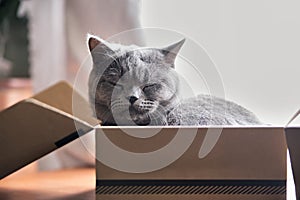 Beautiful grey cat sleeping in a box. British Shorthair kitten