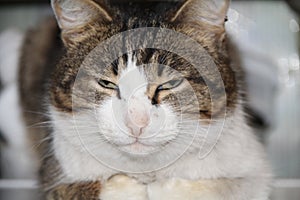 Beautiful grey cat smoky color purrs