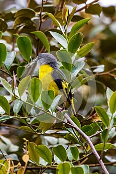 The beautiful Grey-Chinned-Minive F Labuan. photo