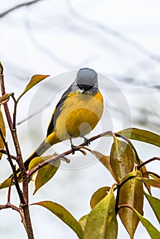 The beautiful Grey-Chinned-Minive F Labuan. photo