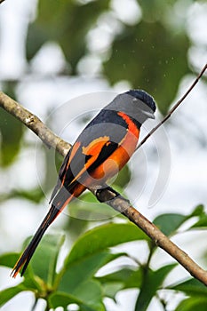 The beautiful Grey-Chinned-Minive M Labuan. photo