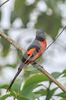 The beautiful Grey-Chinned-Minive M Labuan. photo