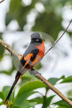 The beautiful Grey-Chinned-Minive M Labuan. photo