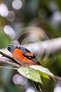 The beautiful Grey-Chinned-Minive M Labuan. photo