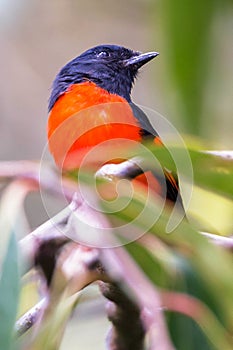 The beautiful Grey-Chinned-Minive M Labuan. photo