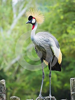 Beautiful Grey Crowned Crane bird