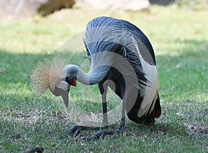 Beautiful Grey Crowned Crane Bird Kneeling in Grass