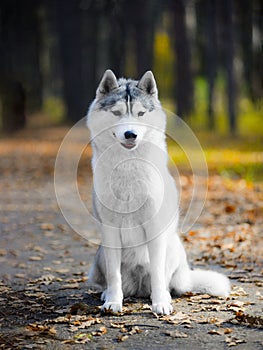 Beautiful grey female husky dog sit on felled Leaves in autumn forest