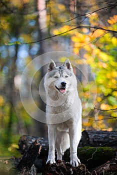 Beautiful grey female husky dog stands on felled logs in autumn forest