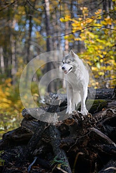 Beautiful grey female husky dog stands on felled logs in autumn forest