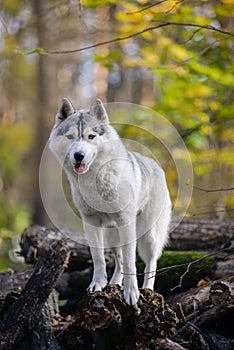 Beautiful grey female husky dog stands on felled logs in autumn forest photo