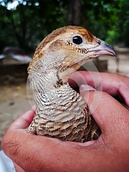 Francolin