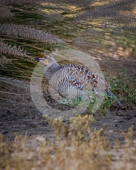 Grey francolin resting in the shade of some desert vegetation photo