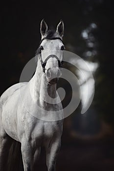 Beautiful grey hanoverian mare horse in bridle in forest