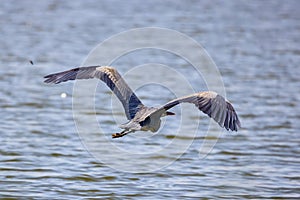 Beautiful Grey heron, Ardea cinerea