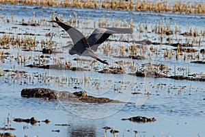 Beautiful grey heron Ardea cinerea flying in the rice fields of the natural park of Albufera, Valencia, Spain. Nature background