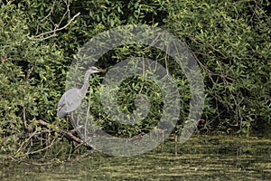 Beautiful Grey Heron bird Ardea Cinerea Pelecaniformes on lake in Summer hunting small fish in water