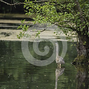 Beautiful Grey Heron bird Ardea Cinerea Pelecaniformes on lake in Summer hunting small fish in water