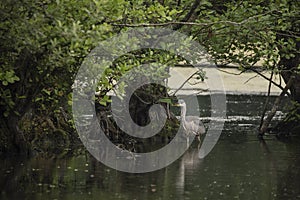 Beautiful Grey Heron bird Ardea Cinerea Pelecaniformes on lake in Summer hunting small fish in water