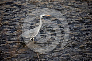 Beautiful grey heron ready for fishing in the river