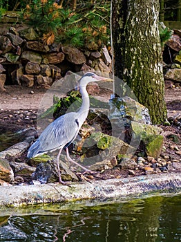 Beautiful grey heron walking at the water side, common bird in The Netherlands