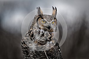 Beautiful Grey horned owl