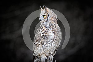 Beautiful Grey horned owl